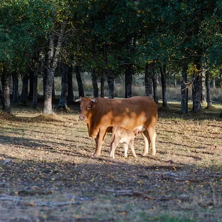 Летний дом A Lagosta Perdida *