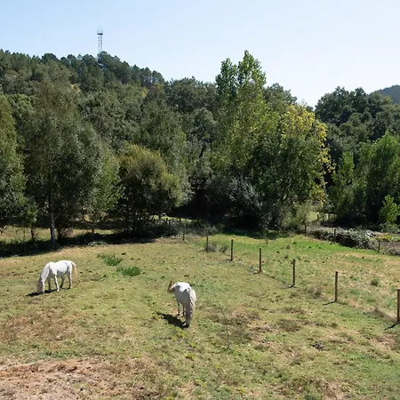 A Lagosta Perdida * Montezinho
