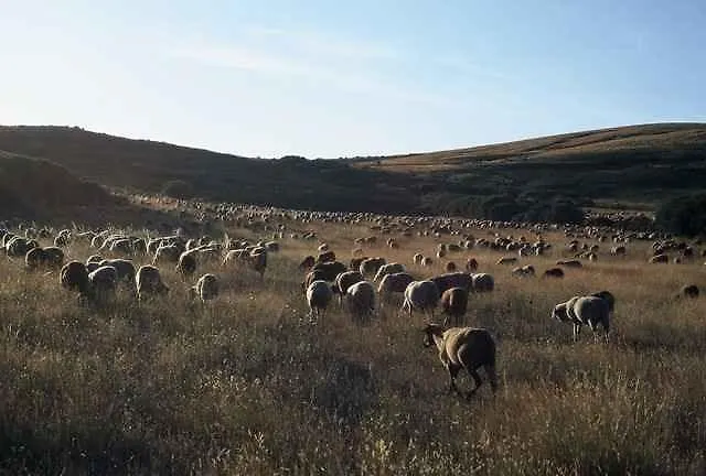 A Lagosta Perdida Montezinho