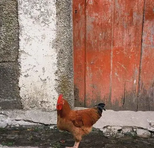 カントリーハウス A Lagosta Perdida *
